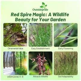Outsidepride Melica Altissima Red Spire Grass Seeds - 1000 Pcs Perennial Early Blooming, Wildlife-Friendly Melic Ornamental Grass Seeds with Red Spikes for Dried Flower Arrangements