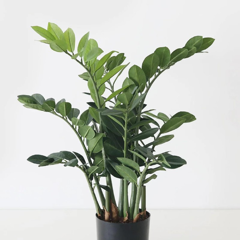 Artificial ZZ Tropical Plant in Pot - 30"