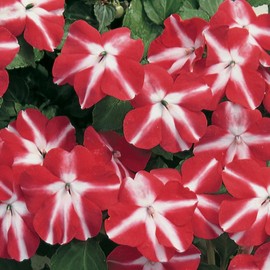 Impatiens Flower Garden Seeds - F1 Accent Series - Red Star - 500 Seeds - Annual Flower Gardening Seed