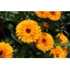 Jabon Vegano Calendula Neutro Artesanal Biodegradable 125g