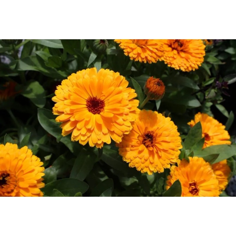 Jabon Vegano Calendula Neutro Artesanal Biodegradable 125g