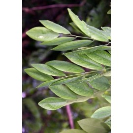 CZ Grain Cocobolo Tree Seeds for Planting Highly Desired Lumber for Fine Woodwork - 20 Seeds