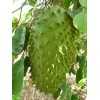 Tree SOURSOP TREE (Guanabana) Cây Mãng Cầu Xiêm. 2+ Feet