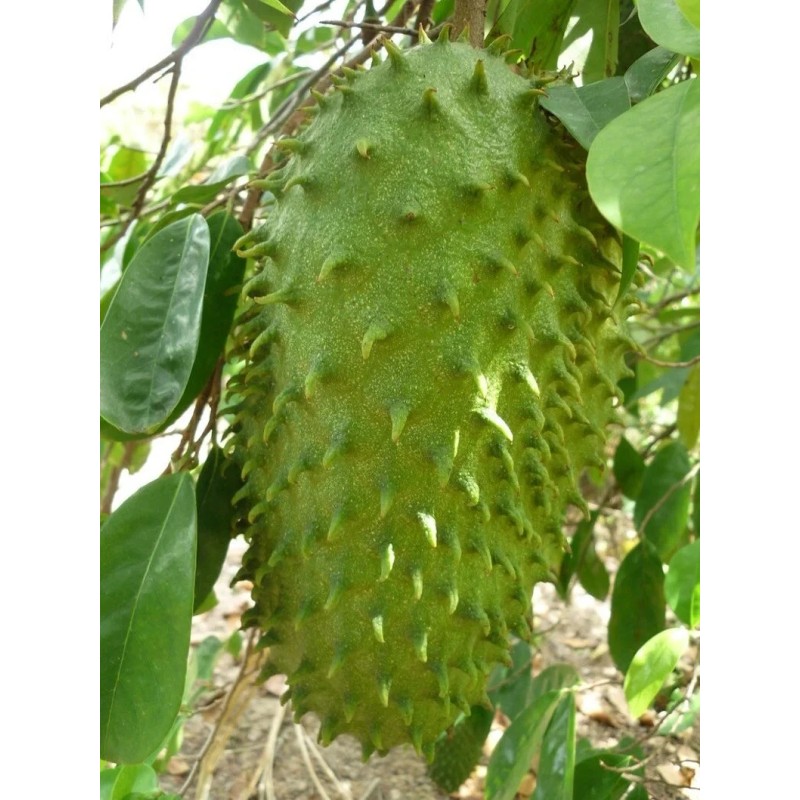 Tree SOURSOP TREE (Guanabana) Cây Mãng Cầu Xiêm. 2+ Feet