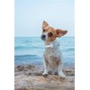 Unique style paws Dog Collar, Blue Silk Dog Collar with