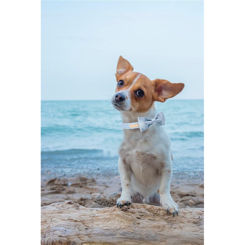 Unique style paws Dog Collar, Blue Silk Dog Collar with