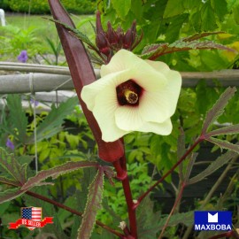 Maxboba Okra Seeds Red Burgundy Non-GMO Heirloom - 200 Seeds