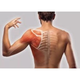 AllNue Natural Balsamo Bouno Corporal Aceite Bon Pain Therapy Musculares Massage Oil Balm Bee