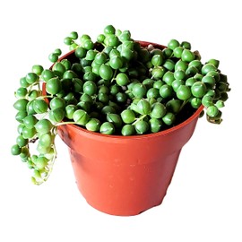 Succulent String of Pearls (Senecio Rowleyanus)-Live Trailing Plants Fully Rooted & in Bloom - Rare House Plant for Home Office Wedding Hanging Decoration - 4" Pot with Soil Mix by FATPLANTS