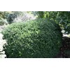 Vardar Valley Boxwood - Dwarf Evergreen Shrub - Live Plant