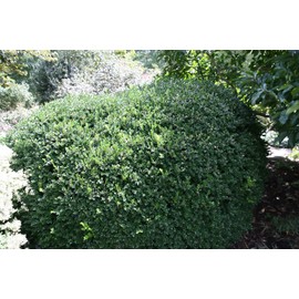 Vardar Valley Boxwood - Dwarf Evergreen Shrub - Live Plant Shipped in Gallon Container by DAS Farms