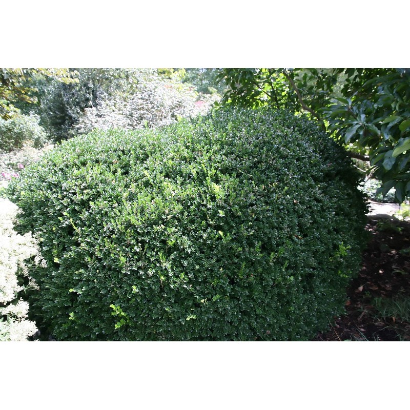 Vardar Valley Boxwood - Dwarf Evergreen Shrub - Live Plant