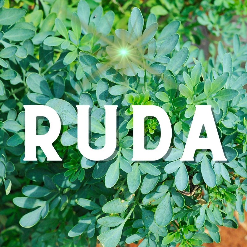 Jabón De Ruda Romero Albahaca Y Lavanda Limpieza Energética