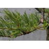 The Jonsteen Company Pond Cypress | Medium Tree Seedling |