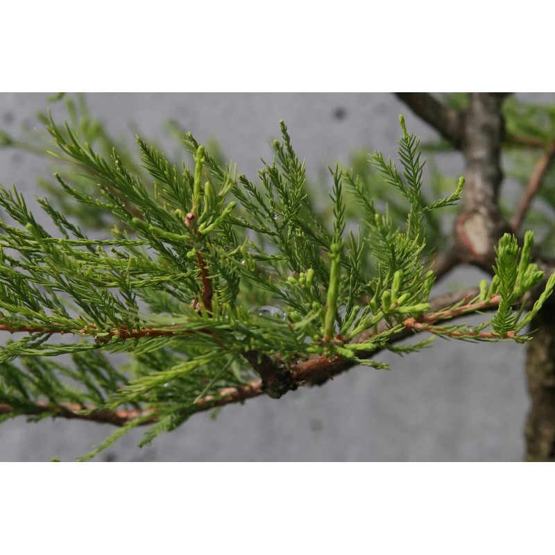 The Jonsteen Company Pond Cypress | Medium Tree Seedling |
