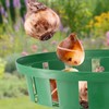 Bulb Baskets Daffodil Tulip Crocus Snowdrop Allium Easy Planter 20cm/23cm/26cm