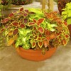 Little Seed Store 351+COLEUS Rainbow Mix Seeds Shade Garden Container