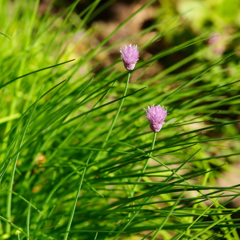 Dried Chives (250g, 8.8oz), Chopped Chives, 100% Natural Leeks, Chives