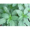 2 Packages of Egyptian Spinach (Rau Day/saluyot/ Molokhia/Jute Seeds) -