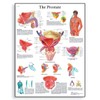 3B Scientific VR1528L Glossy Laminated Paper The Prostate Gland Anatomical Chart, Poster Size 20" Width x 26" Height