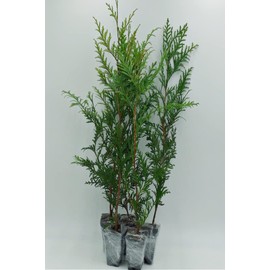 Greenwood Nursery: Live Trees - Green Giant Arborvitae Tree + Thuja Standishii X Plicata - [Qty: 10x 2.5 Pots] - (Click for Other Available Plants/Quantities)