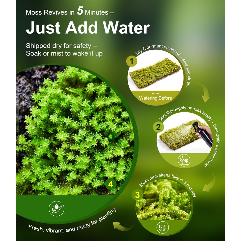 Live Moss – Eurohypnum Moss (3 Sheets, Each Approx. 3.5"x7")