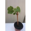 Grape Cutting Vine Sweet Seedless Green Ready To Plant