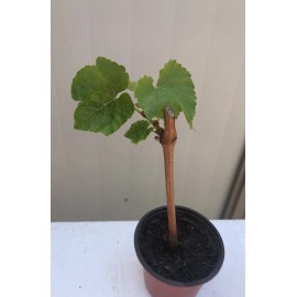 Grape Cutting Vine Sweet Seedless Green Ready To Plant