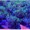 coralSLover Live Saltwater Coral Frag - Green Star Polyps