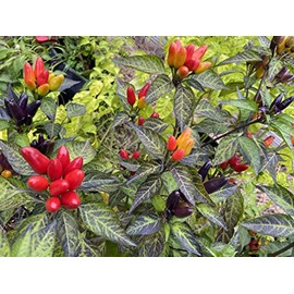 Peruvian Purple Peru Heirloom Pepper Premium Seed Packet + More