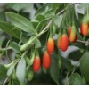 Goji 10 Goji Berry Fresh Cutting 6” Each Stick Ready