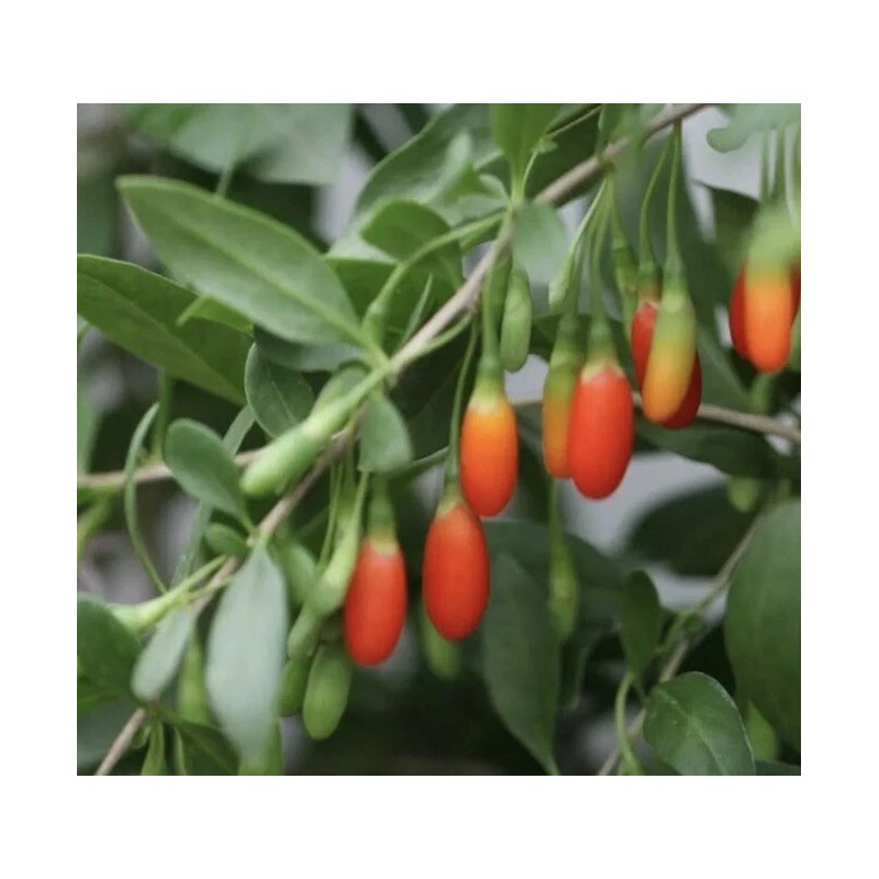 Goji 10 Goji Berry Fresh Cutting 6” Each Stick Ready