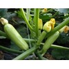 ATLAS Zucchini -Green Eden