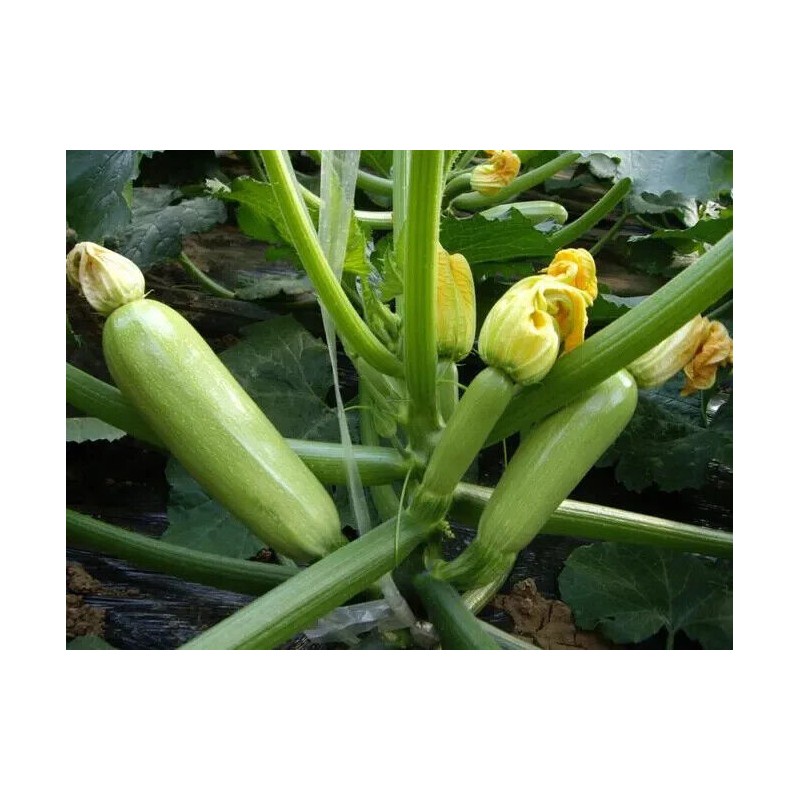ATLAS Zucchini -Green Eden