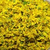 국화 국화꽃 국화차 감국차 감국 100g 국산 무독식품 Chrysanthemum Chrysanthemum