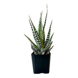 Zebra Plant - Haworthia fasciata - Easy to Grow/Hard to Kill Succulent, 2 inch Pot - Hopewind Plants Shop