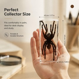Taxidermy Spider, Real Spider Specimens Animal Specimen in Resin for Science Classroom Science Education, Great Gift for Fans of Taxidermy, Animal Skull, Oddities, Biology