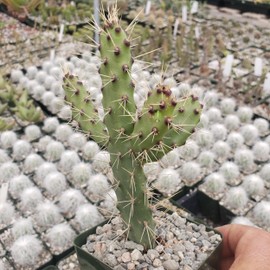 Opuntia consolea falcata Cutting Cacti Cactus Succulent Real Live Plant