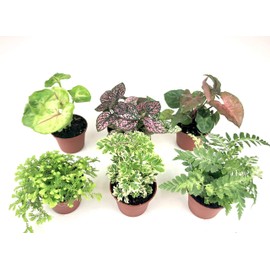Mini Terrarium Plants (6 Plants) (2" Pots) Fairy Garden Plants Assorted Varieties