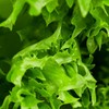 Fructooligosaccharide Powder Prebiotics Chicory 500g/2 units / 프락토올리고당 분말 프리바이오틱스