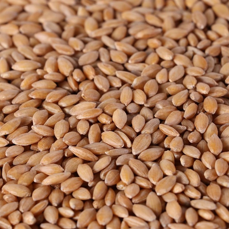Organic Einkorn Wheat Berries - 10lbs