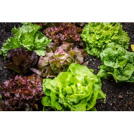 “Quick Grow” Lettuce Mix – A Blend of Fast-Growing Heirloom Lettuce Seed Varieties | Heirloom Seeds By Liliana's Garden |