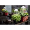Northpoint LED 7 W Plant Light Plant Lamp Plant Lighting