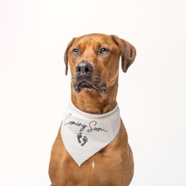 Coming Soon Dog Bandana | 100% Cotton Adjustable Triangle | Made in USA | Pregnancy Announcement | Photoshoot Prop | New Baby | Gender Reveal |Baby Blue, One Size (769)