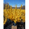 Forsythia X intermedia 'Lynwood Gold' (Forsythia) Shrub, yellow flowers, #3