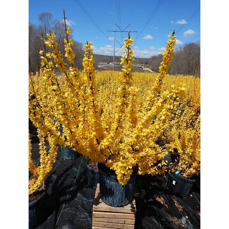 Forsythia X intermedia 'Lynwood Gold' (Forsythia) Shrub, yellow flowers, #3