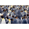 DV DESIGN Emperor Penguin Flock Art Cover Black Ballpoint Pen