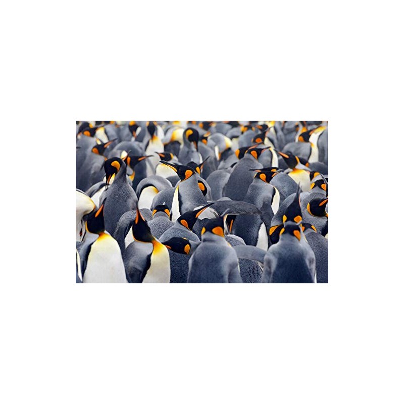 DV DESIGN Emperor Penguin Flock Art Cover Black Ballpoint Pen