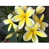 Live Tropical Yellow Plumeria Plant Cuttings, 10 Inches Long No