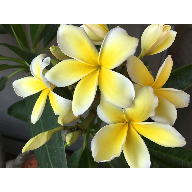 Live Tropical Yellow Plumeria Plant Cuttings, 10 Inches Long No